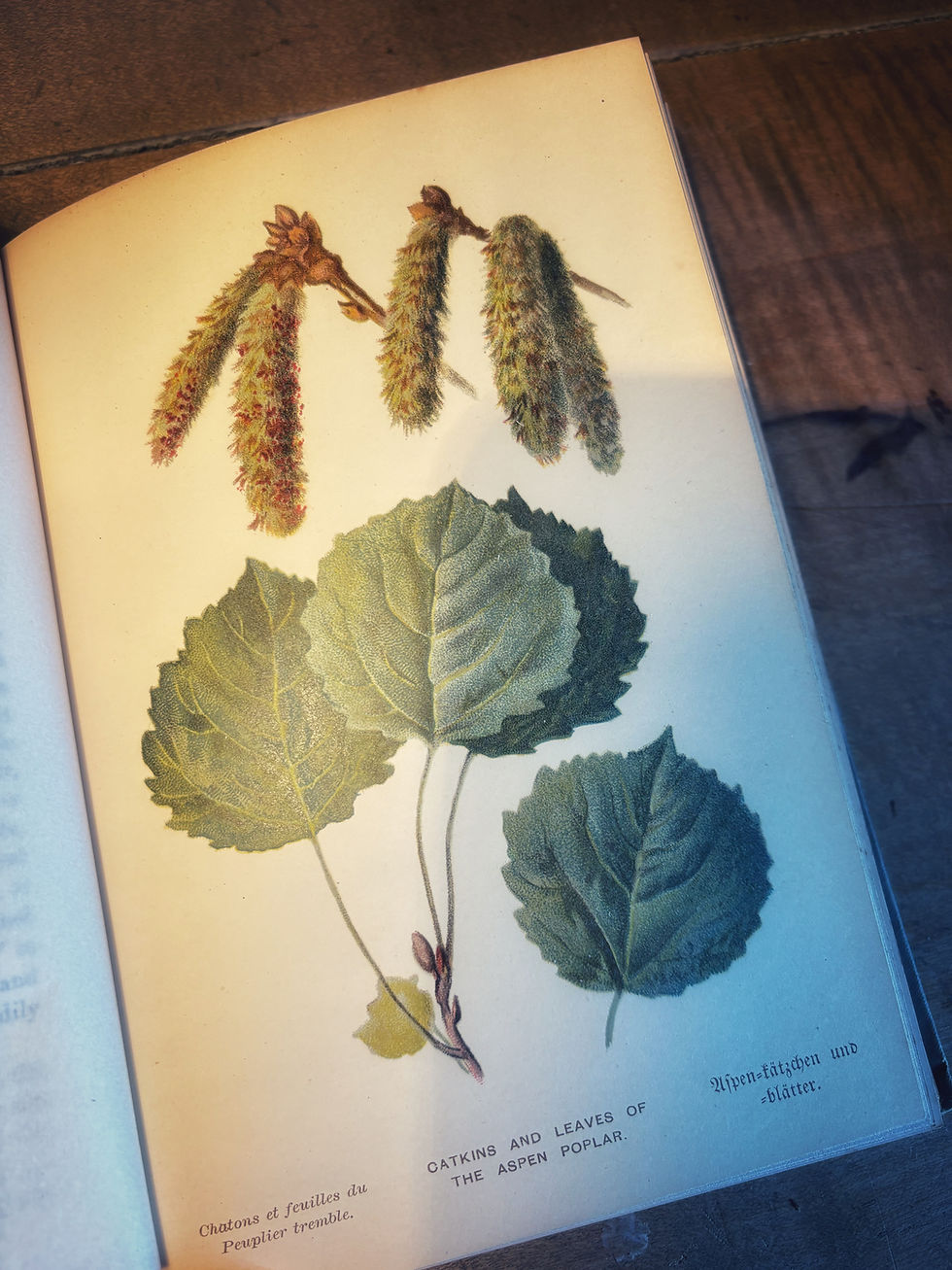 Thumbnail: Familiar Trees . Two Victorian Hardbacks 