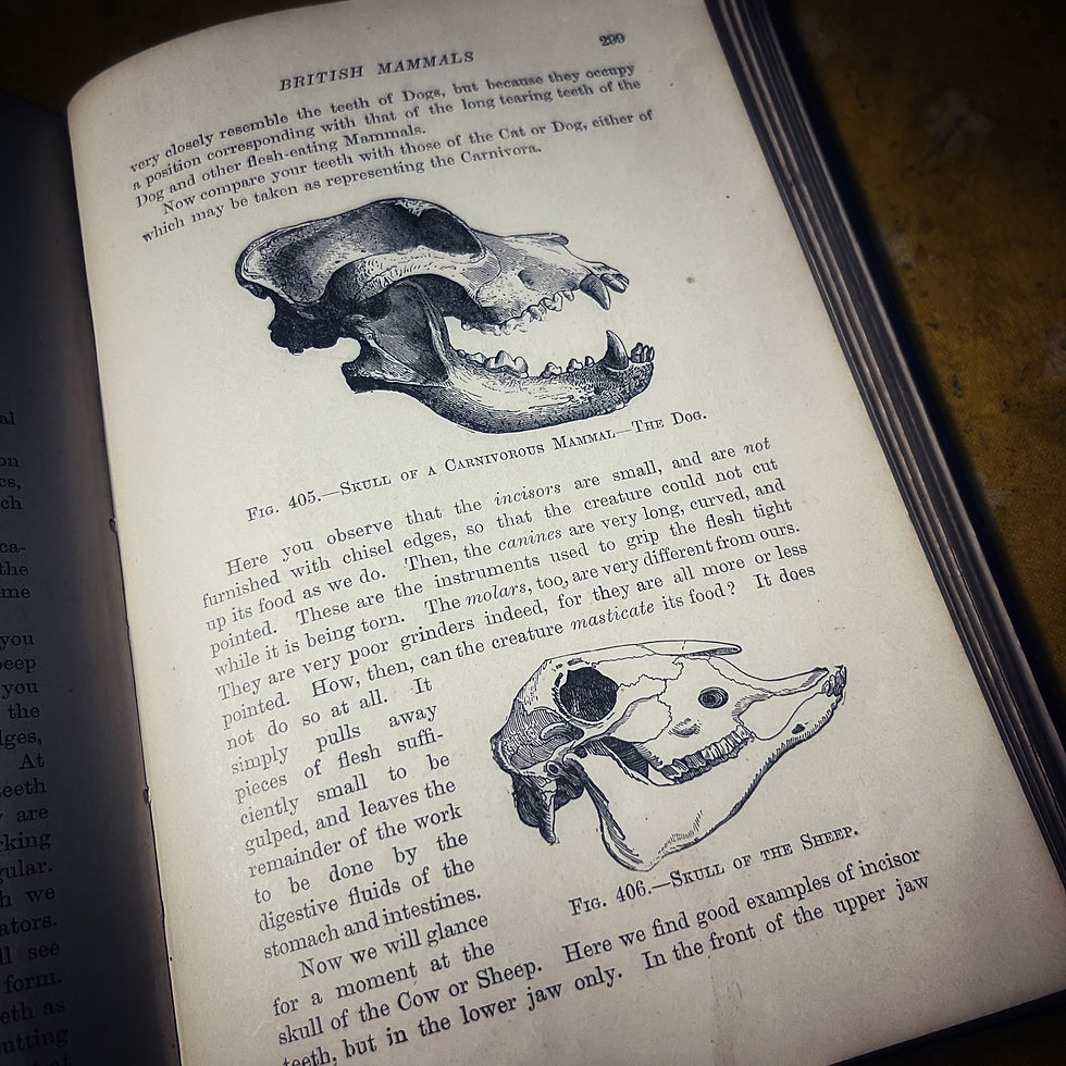 Thumbnail: The Outdoor World 1905