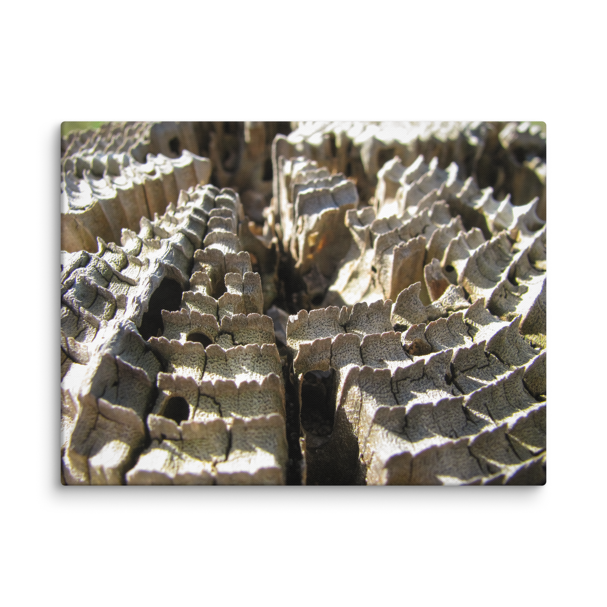 16. Textured Madera Incisors Canvas