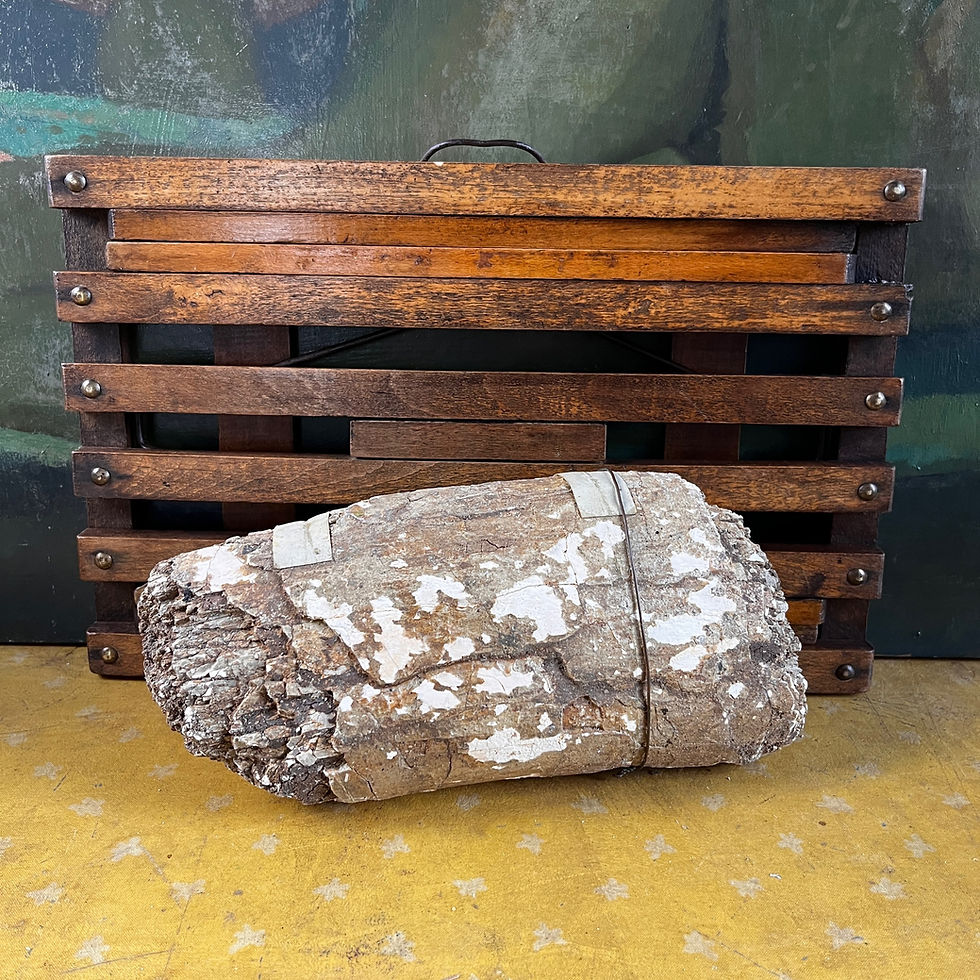 Thumbnail: Genuine Fossilised Mammoth Tusk Section 