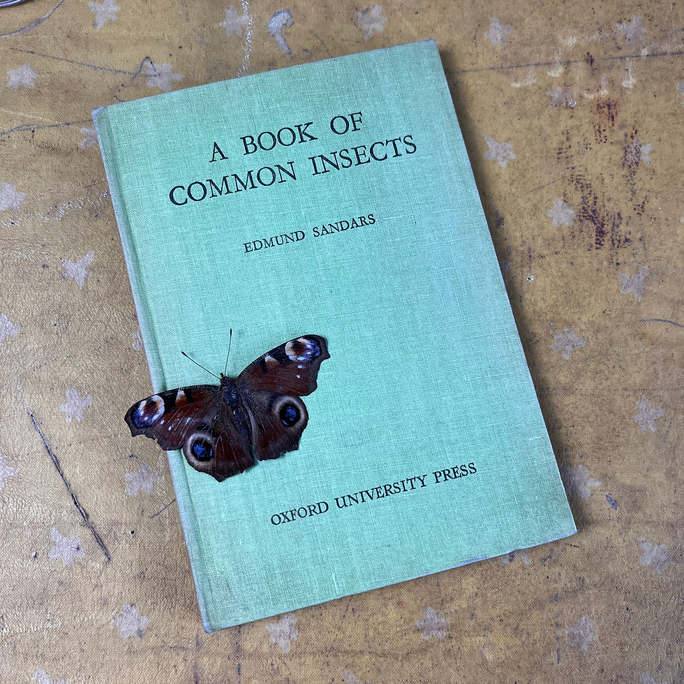 Thumbnail: A Book of Common Insects 