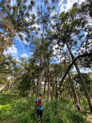 Inventário Florestal