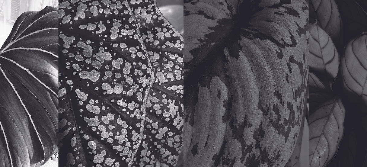 설박_Black Seed_디지털 피그먼트 프린트_42×30cm x4_2021.jpg