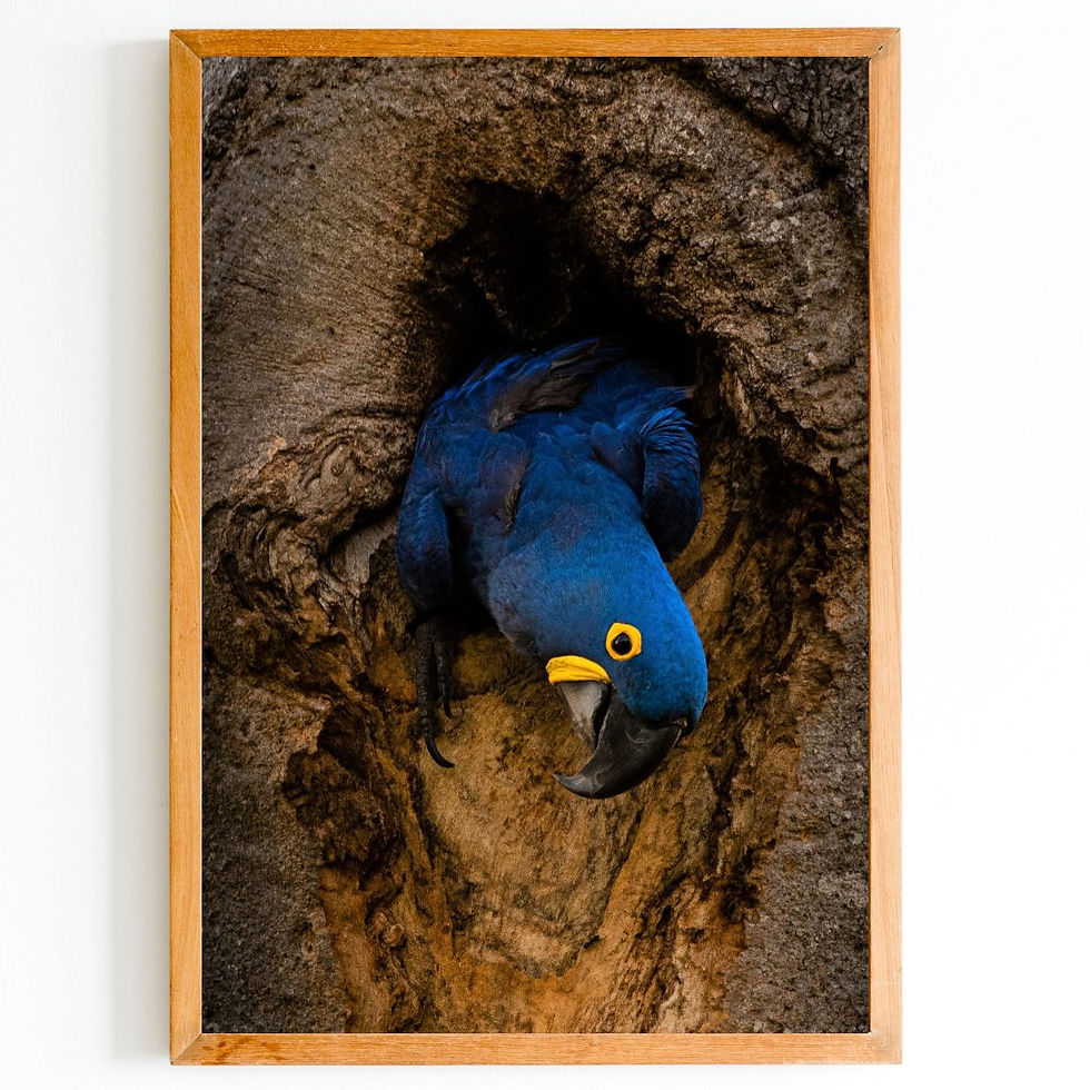 Miniatura: Arara-azul