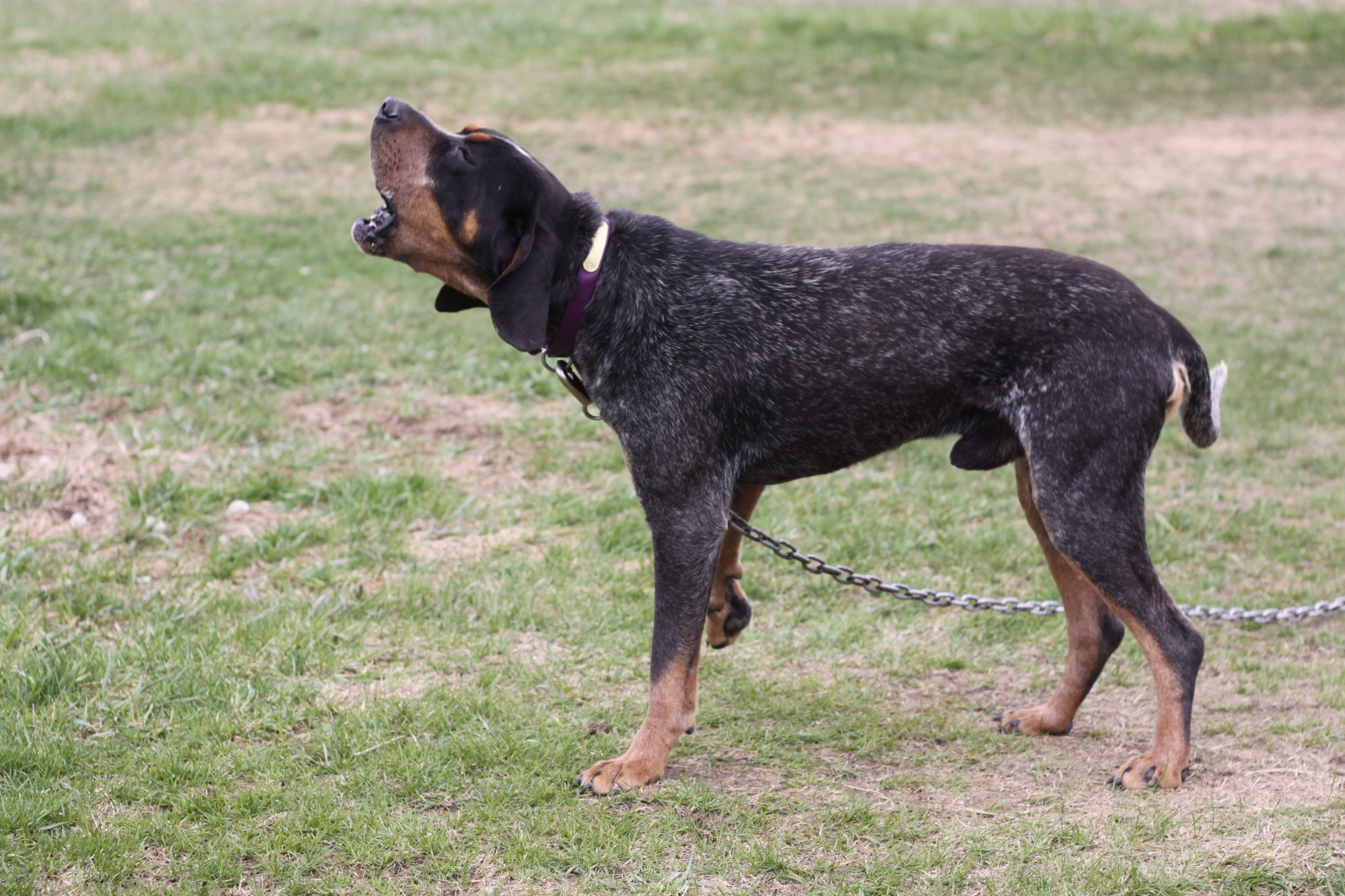 Bluetick Coonhound puppies for sale Ontario