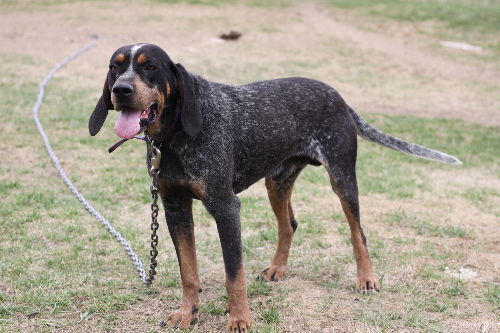 Bluetick Coonhound puppies for sale Ontario