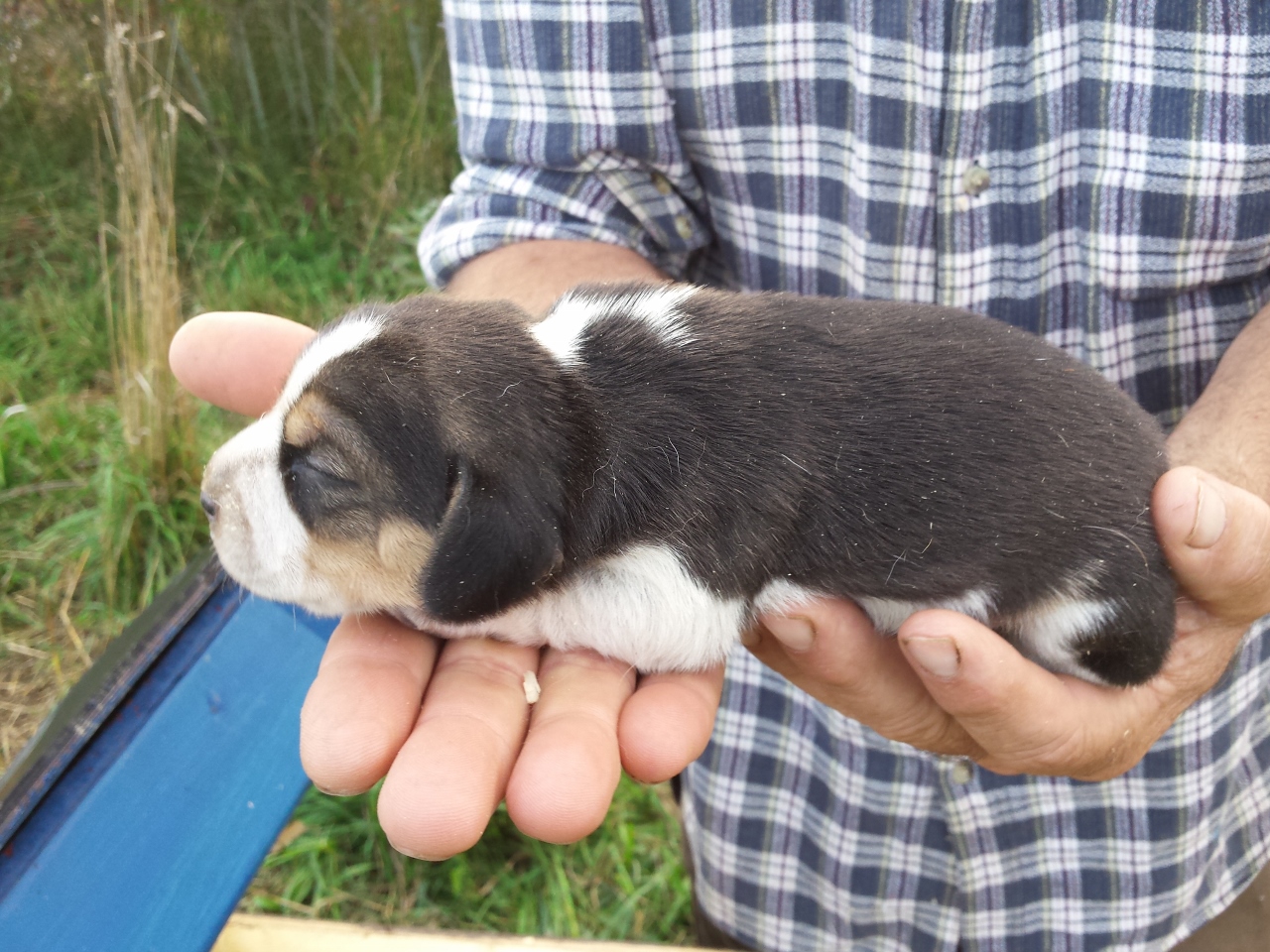 purebred redbone coonhound puppies for sale new purebred beagle puppies for sale river styx scent hounds ckc ukc bluetick purebred redbone coonhound puppies for sale new purebred beagle puppies for sale river styx scent hounds ckc ukc bluetick