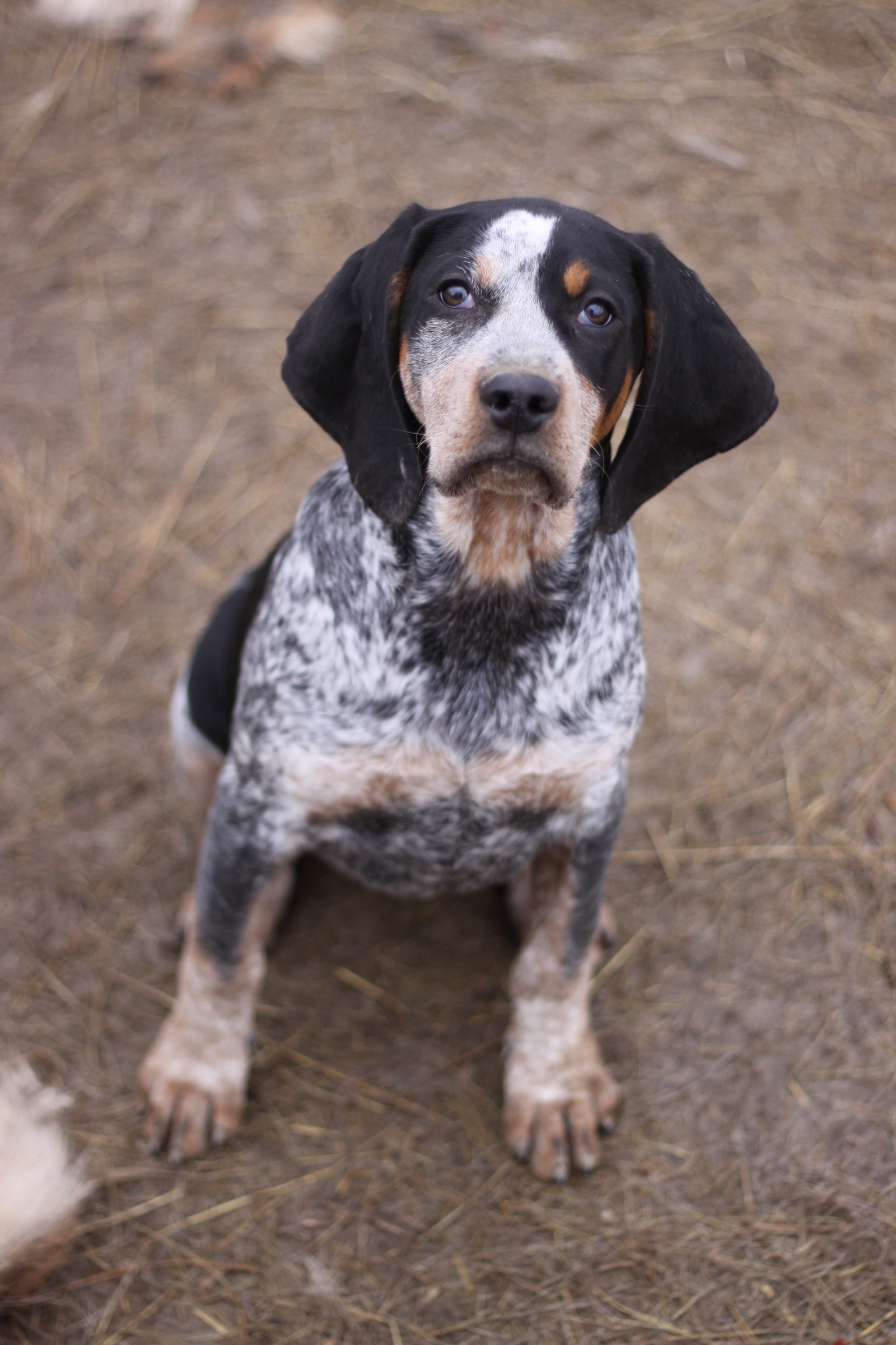 Bluetick Coonhound puppies for sale Ontario