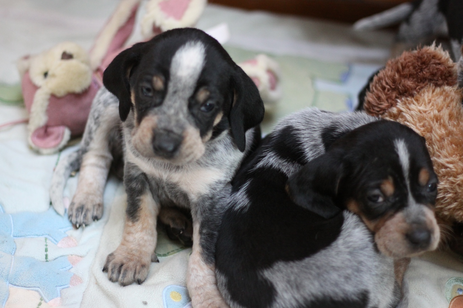 51 HQ Photos Bluetick Puppies For Sale In Va View Ad Bluetick