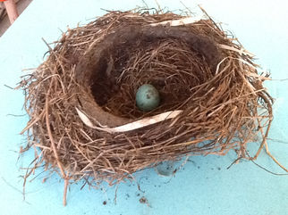 Voici le nid d'un merle d'Amérique (rouge-gorge) avec un oeuf abandonné!