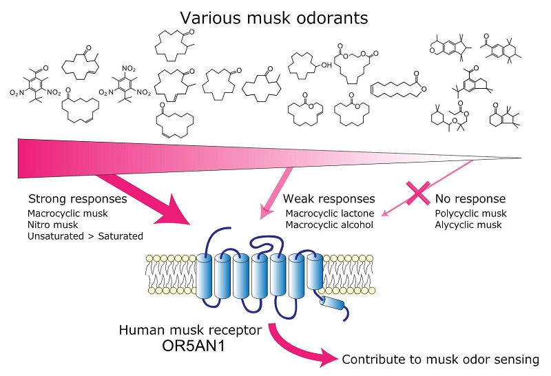 다양한 구조를 가진 머스크의 향을 인식하는 인간의 머스크 향 수용체(O5AN1)