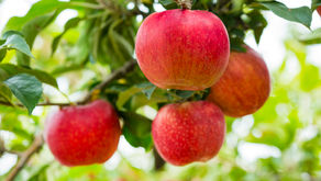 상상을 못하는 사람들, 아판타시아란 무엇인가