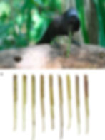 ree