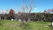 fruit tree.jpg