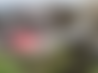 ‘Unfortunate’: SC slams reports suggesting ‘pilot error’ led to Air India crash, issues notice on plea seeking independent probe