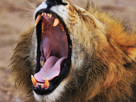 God will shut the mouths of those lions