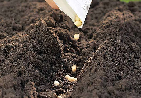 How-to-Plant-a-Vegetable-Garden.jpg