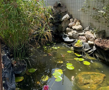 דבורים מעל בריכת נוי