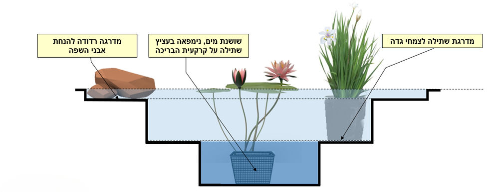 מפלסי הבריכה ומטרתם