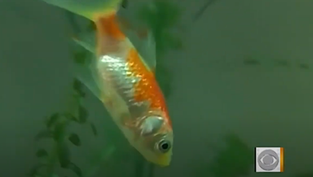 דגי זהב שרדו 134 יום