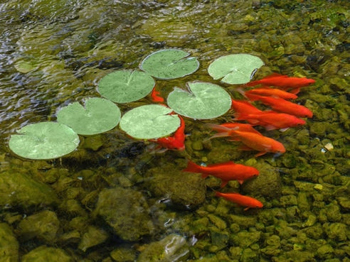 דגי זהב בבריכה בחורף