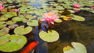 בריכות נוי ללא מפל