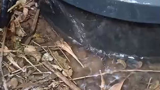 סרטון פילטר לחץ דולף