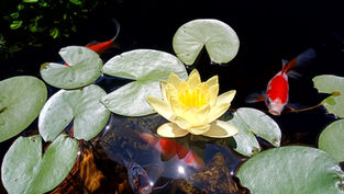 שושנת מים פורחת ודגי זהב בבריכת נוי