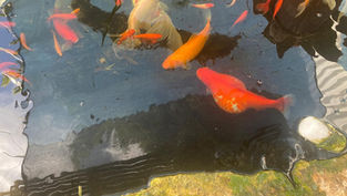 למה הדג התנפח (מיימת)?