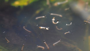 זחלי יתושים