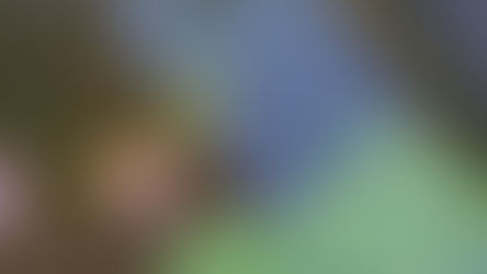 בריכת נוי עם אבק מעציצי השתילה