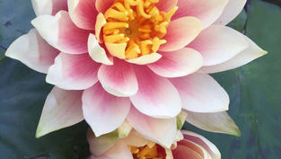 שושנות מים פורחות בחורף?