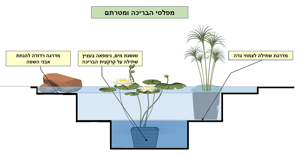 מפלסי הבריכה ומטרתם