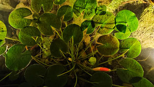 בריכת נוי מוארת בלילה