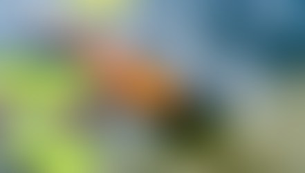 דג קוי ושושנת מים