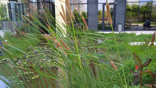 צמח מים סוף מצוי