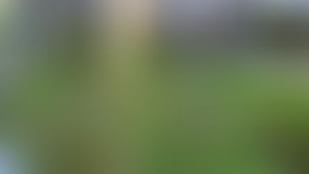 צמח מים סוף מצוי