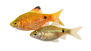 דגי רוזי בארב