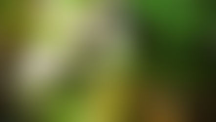 מפל מים בבריכת נוי