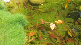 בריכת נוי הזקוקה לניקוי