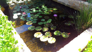 בריכת נוי עם צמחי מים שתולים בסלסלות שתילה וחלוקי נחל חומים על הקרקעית