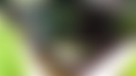 בריכת נוי עם צמחי מים שתולים בסלסלות שתילה וחלוקי נחל חומים על הקרקעית