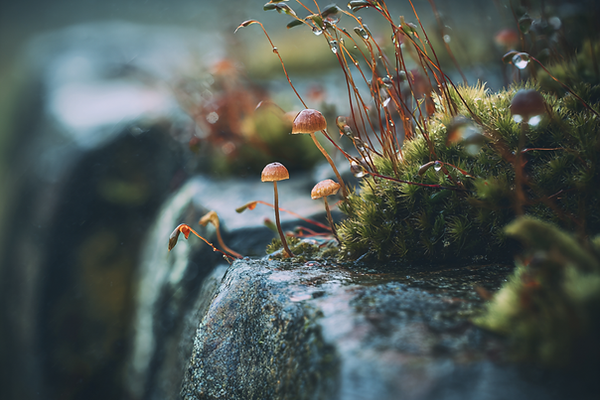 oanaflowingart_Macro-style_digital_photography_moss_and_tiny_mu_e7d1e161-cb21-473d-a547-e4