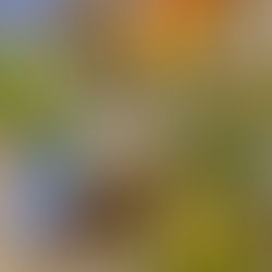 The C & C Connection