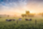 Vaches dans un champ