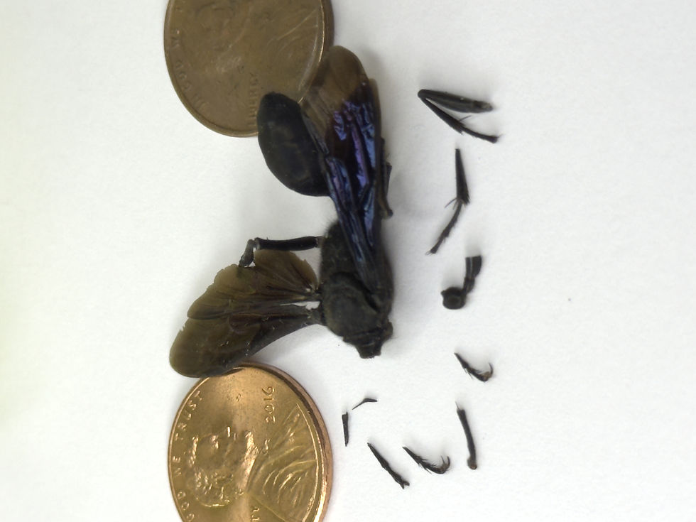 Thumbnail: THEE YELLERPALMETTO BUG