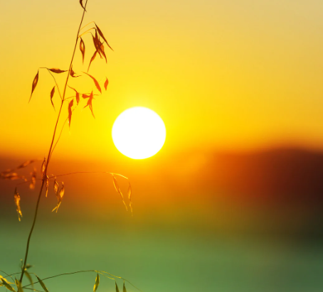The Power of Vitamin D: Sunlight and your Health