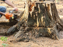 stump