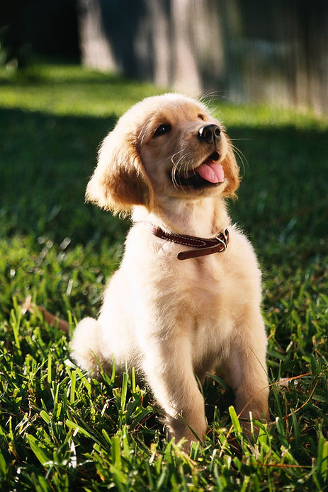 shallow-focus-vertical-shot-cute-golden-retriever-puppy-sitting-grass-ground.jpg