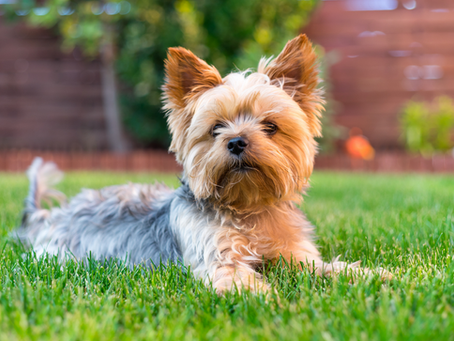 How Do I Socialize My Small Dog?